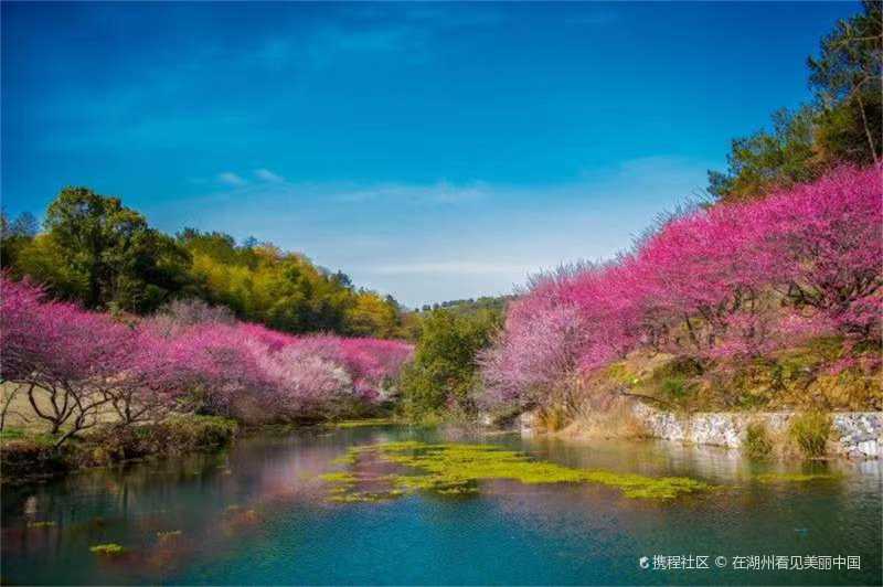 梦中江南千亩瀛洲花海,徜徉在仙境之中