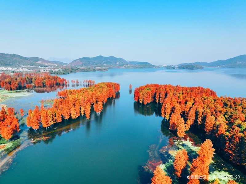 层林尽染红醉人间余姚四明湖红杉林