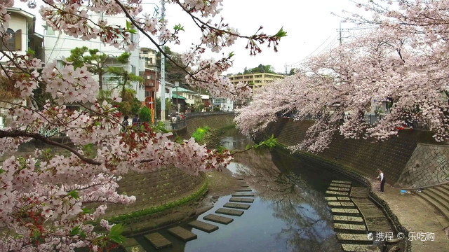 赏樱热门地 大冈川樱花散步道 携程氢气球