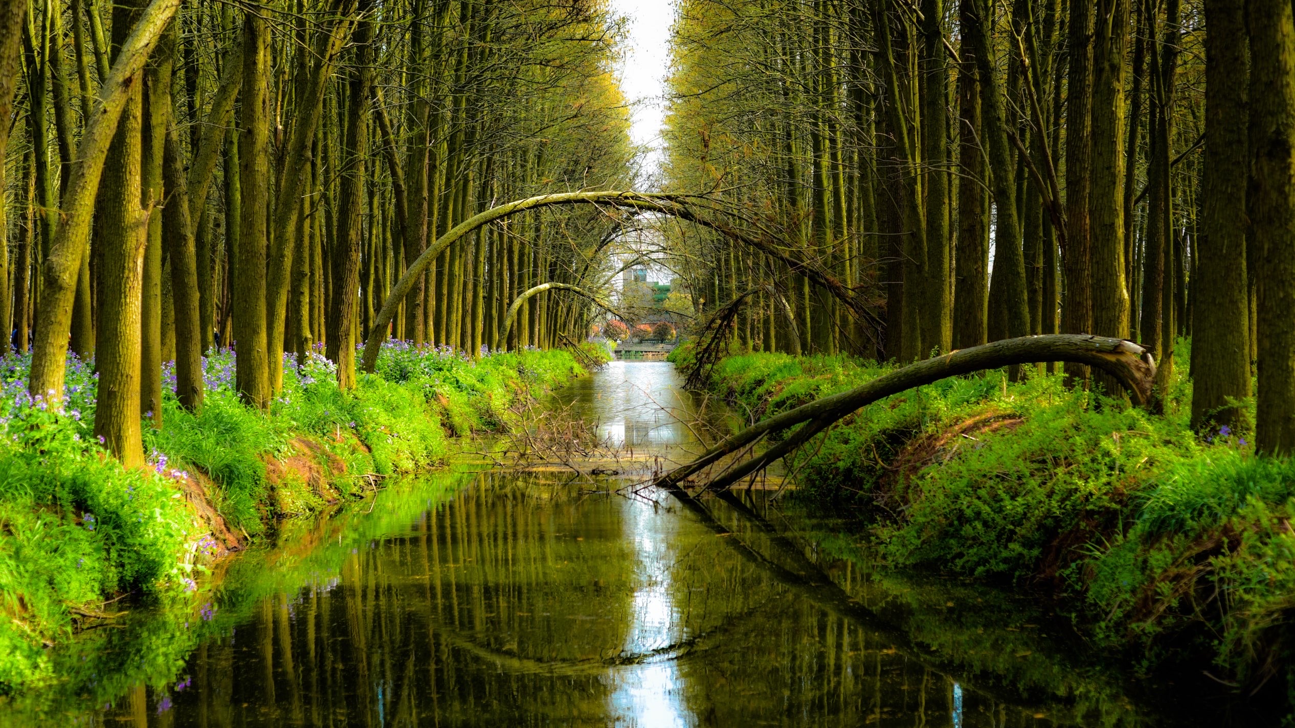 李中水上森林公园