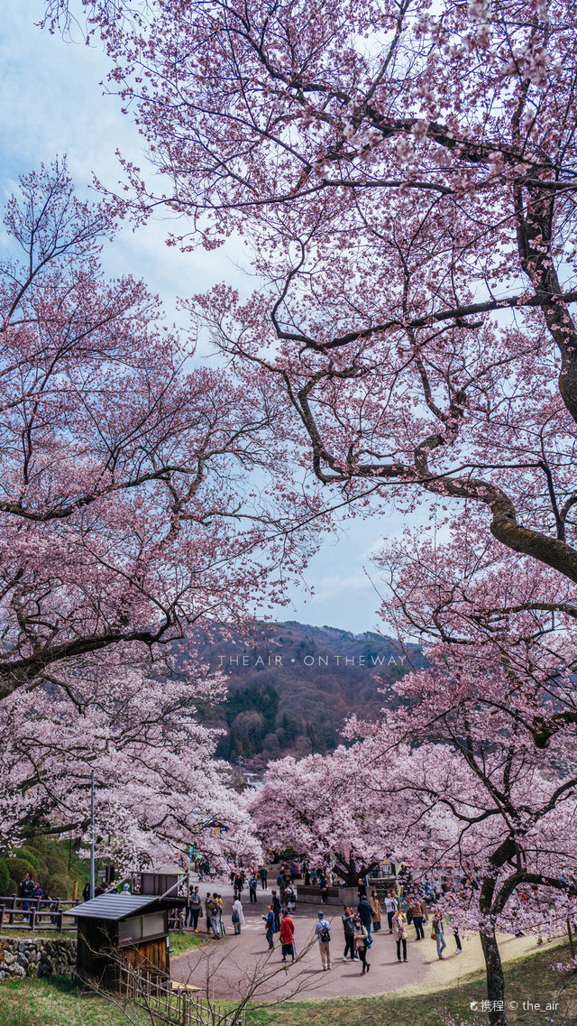 日本 三大赏樱名所之一 携程氢气球