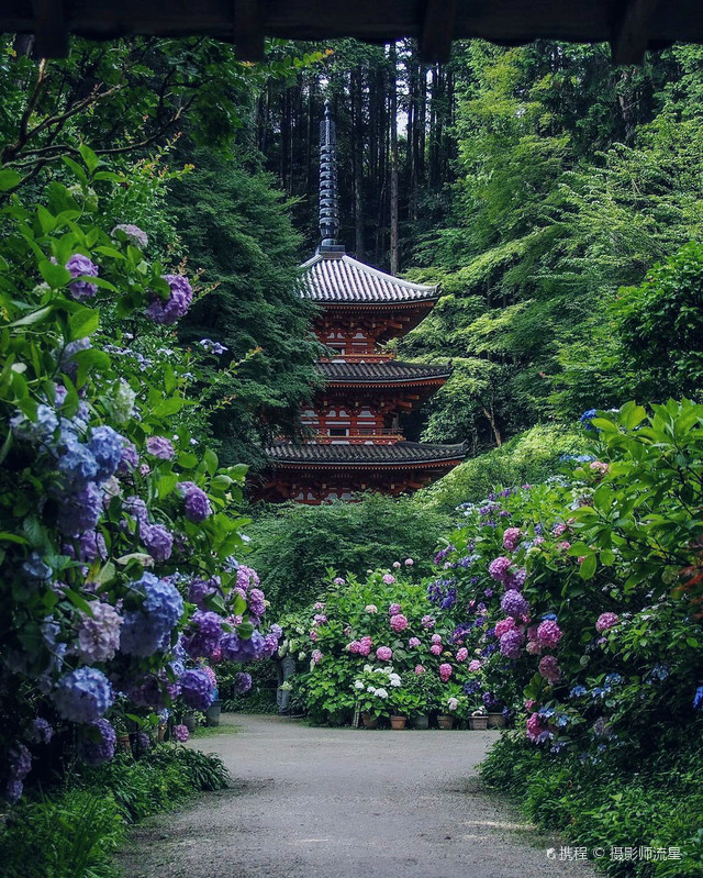 关西25花寺之绣球花寺 京都岩船寺 携程氢气球