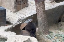 上海野生动物园 | 魔都寻梦童趣好去处