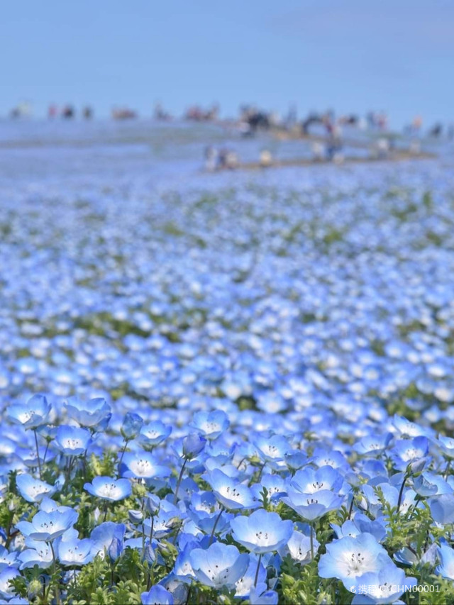 最美花海丨日本茨城国営ひたち海浜公園 Br 携程氢气球