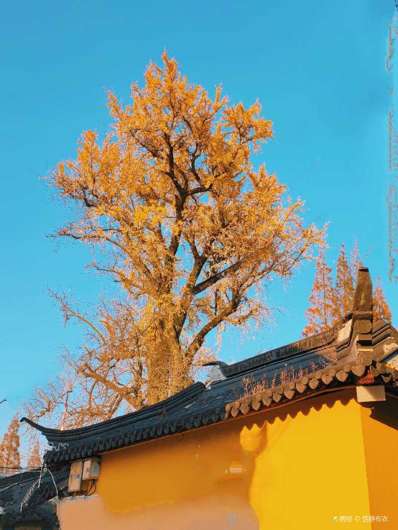 颐浩禅寺银杏树图片