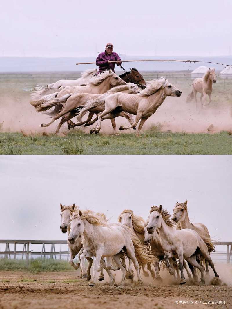 锡林浩特丨看群马奔腾来凤凰马场