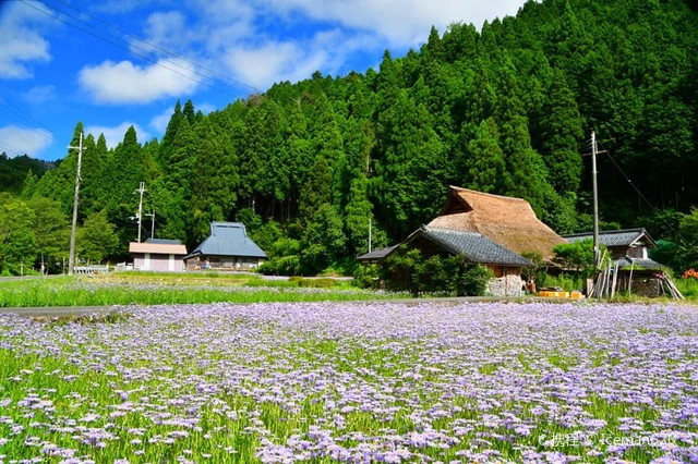 京都 北山友禅菊 携程氢气球