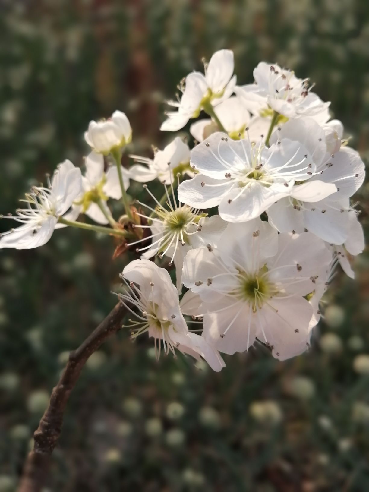 【携程攻略】景点, 好消息,一年一度的昆明万溪冲梨花节又要来啦 2021
