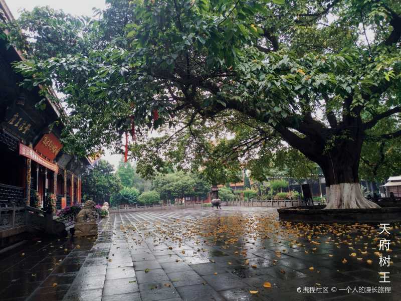 川西第一禅林昭觉寺藏罕见树包碑奇观