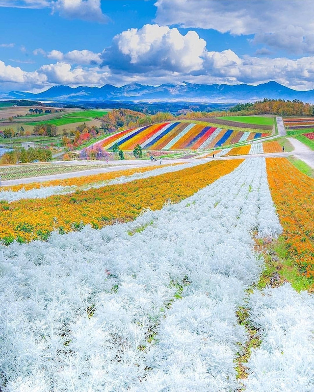 美到令人窒息 日本北海道美瑛町 携程氢气球