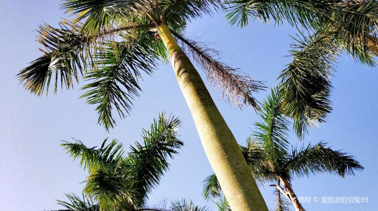 珠海澳洲植物园