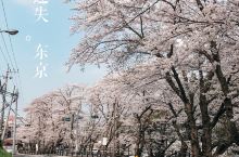 遗失的美好，樱花树下的东京故事