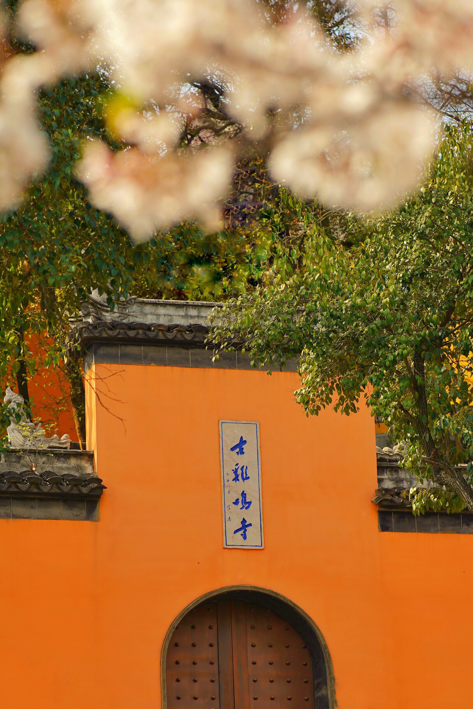 南京鸡鸣寺景点, 「幸得三月樱花舞,从此阡陌多暖春」抓住春天的小