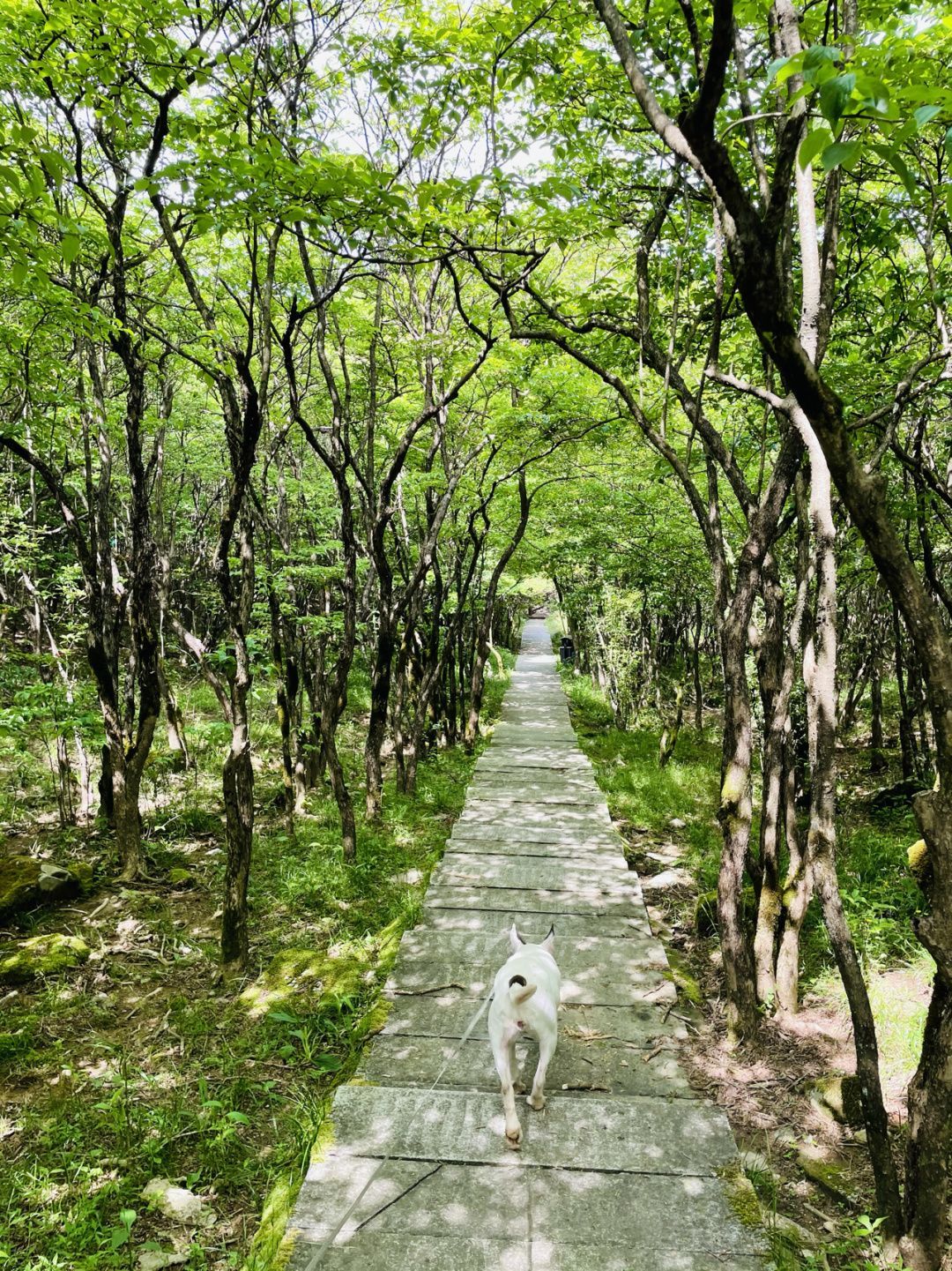 大围山国家森林公园