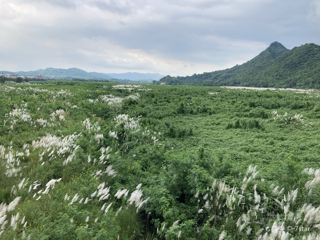 高雄旗山地景橋賞秋 携程氢气球