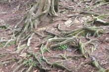 老树盘根，上千年的古树，盘根的面积达到上千平方米。生命力多么的茂盛。