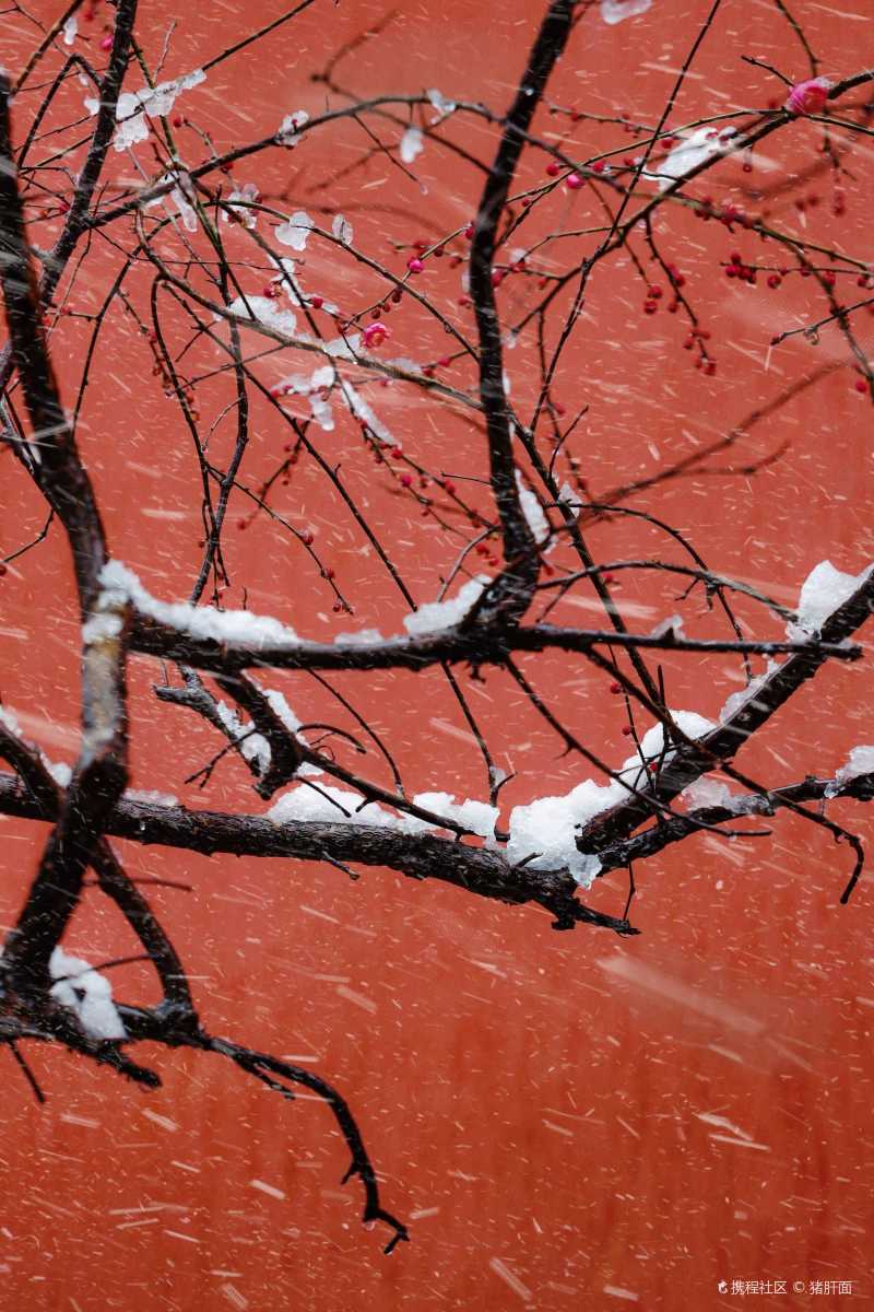 美哭杭州红墙故宫雪中梅详攻略