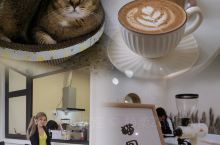 有小猫咪镇店的咖啡厅能有什么坏心思 兀