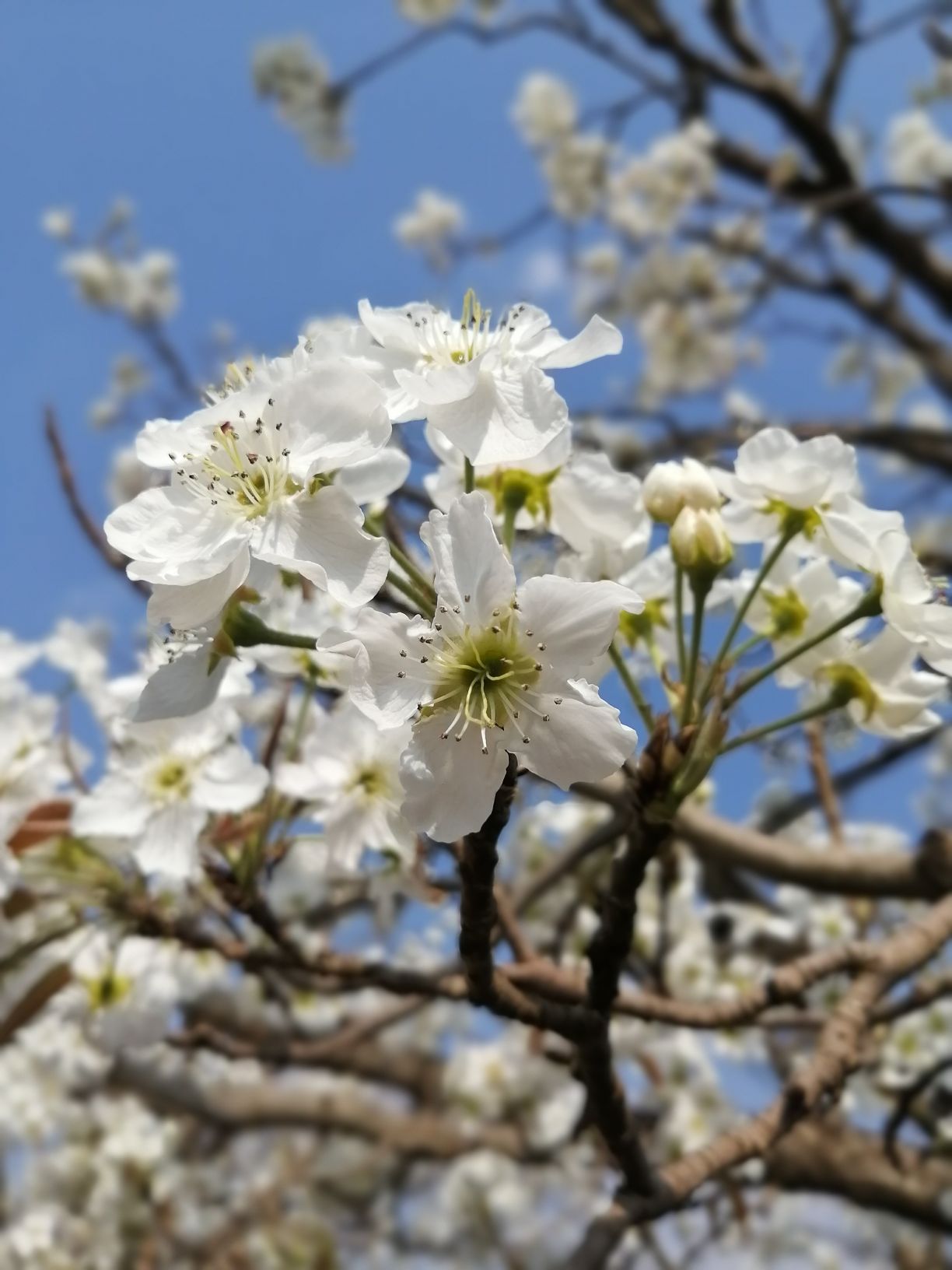 【携程攻略】景点, 好消息,一年一度的昆明万溪冲梨花节又要来啦 2021
