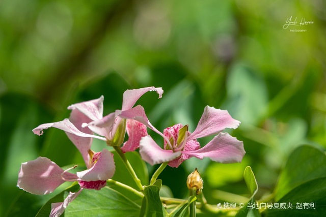 夏威夷的植物豆目豆科紫荆亚科羊蹄甲属 携程氢气球