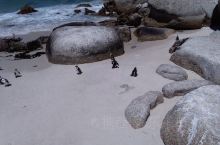 南非开普敦企鹅滩