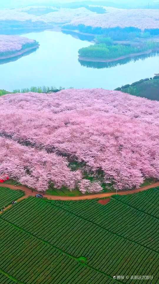 世界三大樱花园图片
