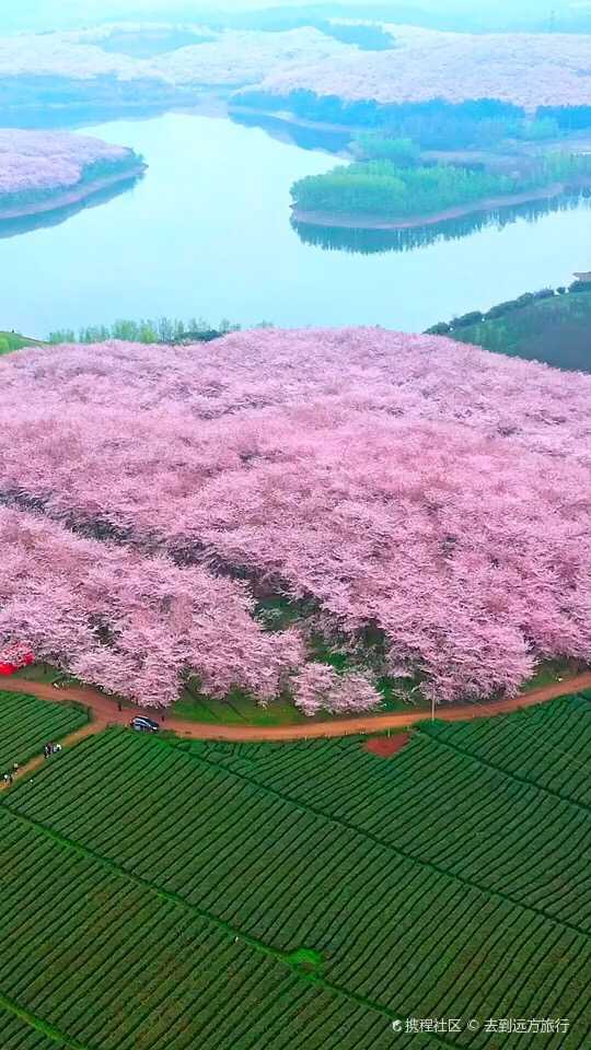 航拍全世界最大樱花园红枫湖万亩樱花园
