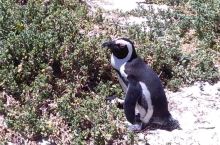 南非开普敦企鹅滩美景