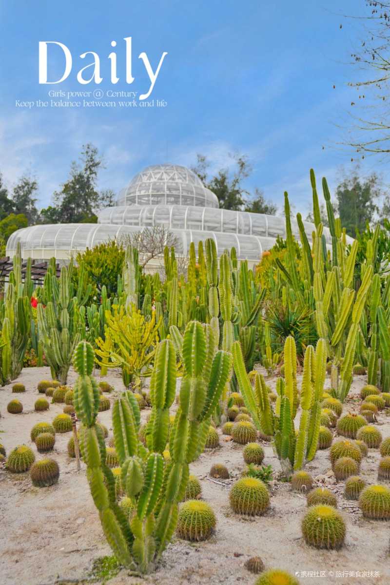 厦门旅游攻略之厦门植物园多肉植物区60