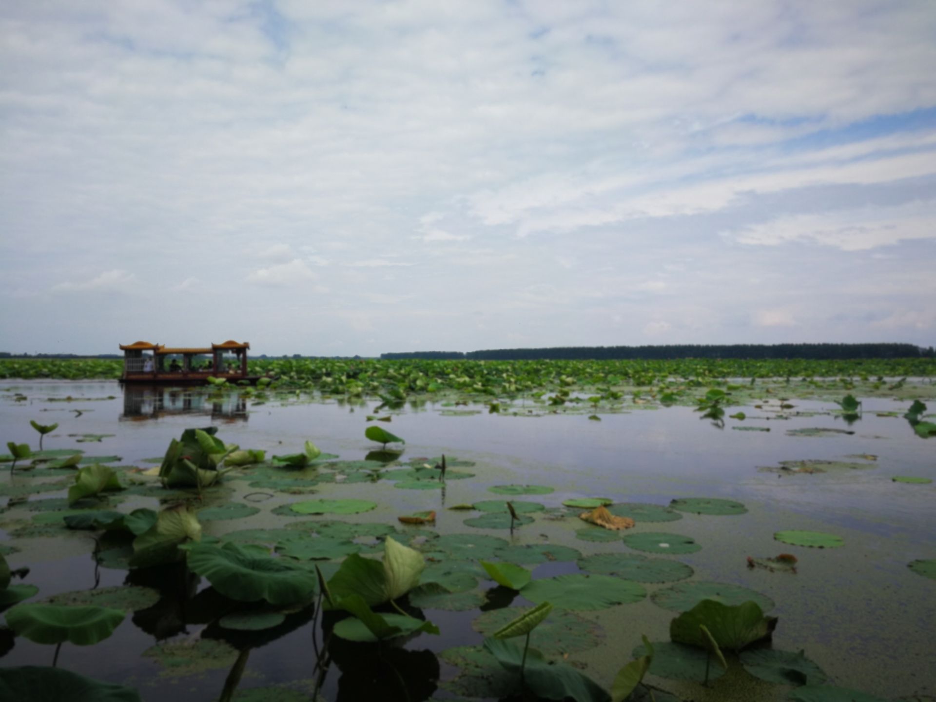 君山野生荷花世界