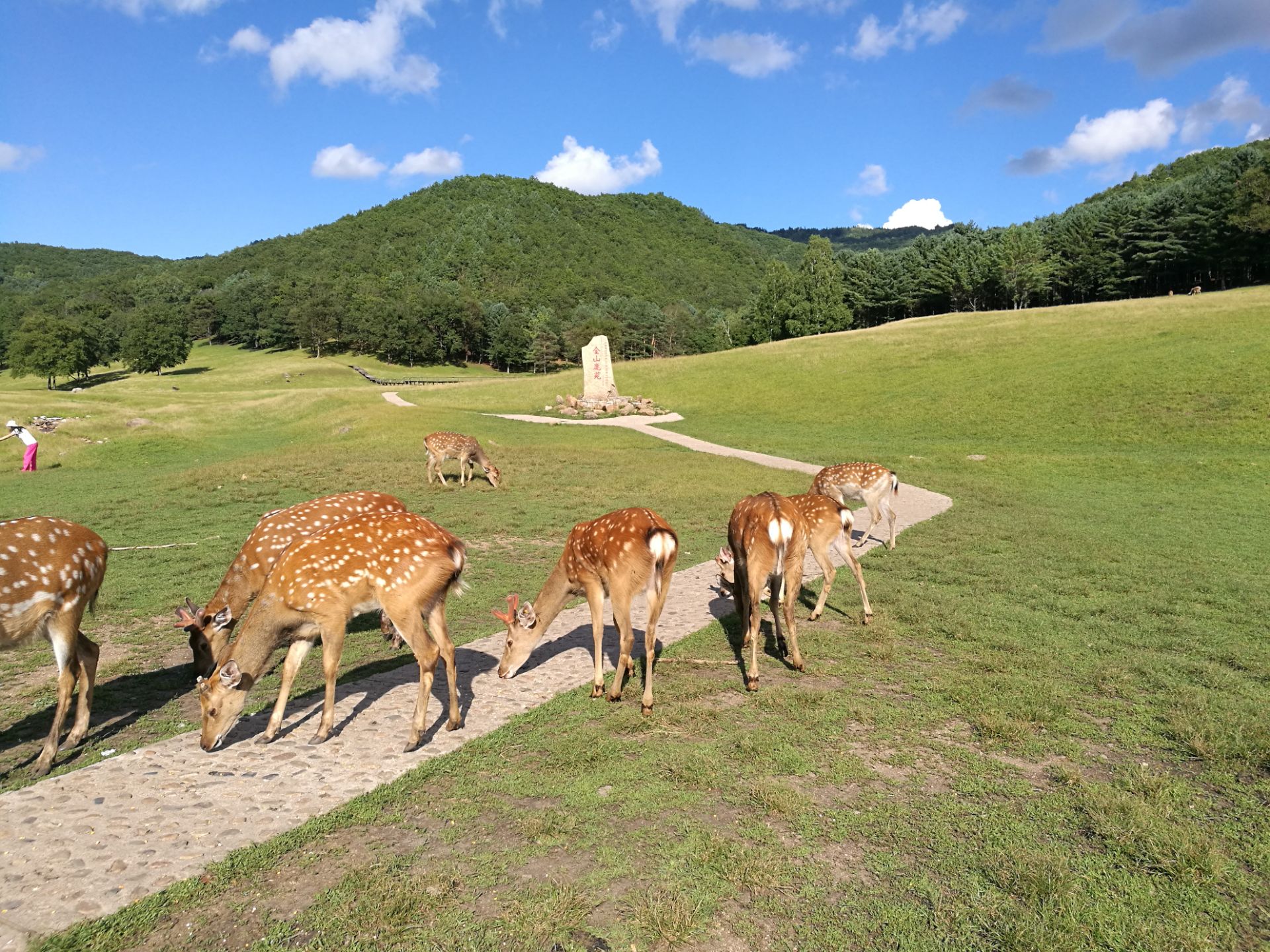 【携程攻略】伊春金山鹿苑适合家庭亲子旅游吗,金山鹿苑家庭亲子景点