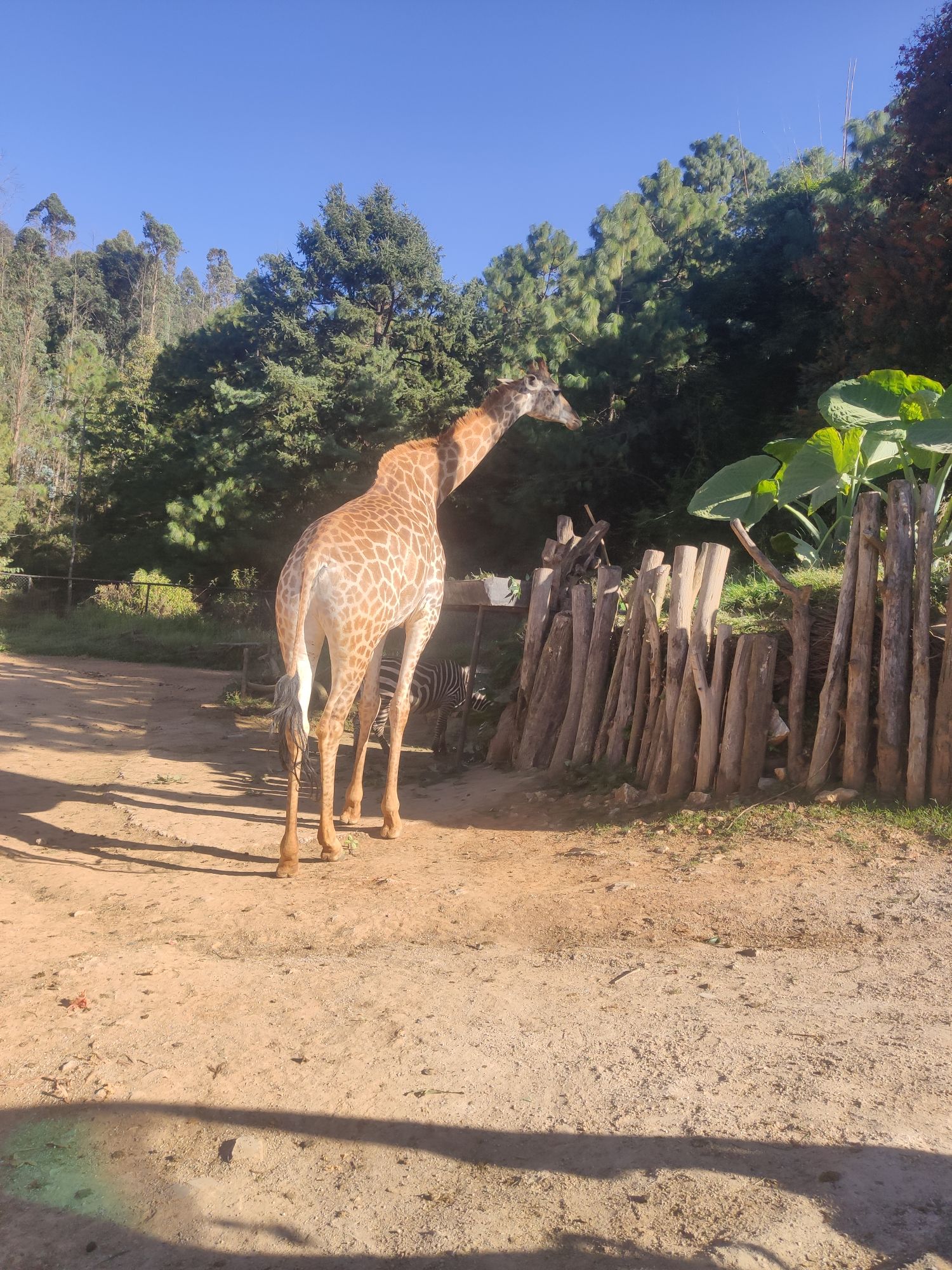 昆明雲南野生動物園適合朋友出遊旅遊嗎,雲南野生動物園朋友出遊景點