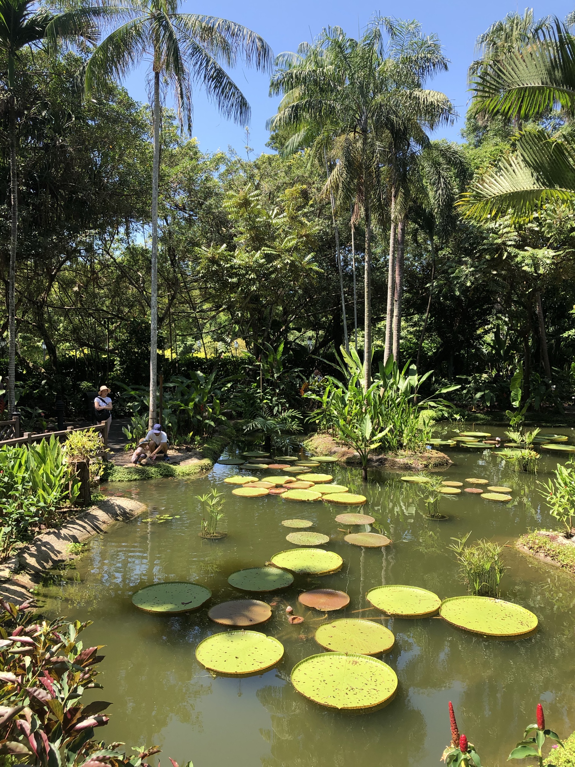 新加坡植物园