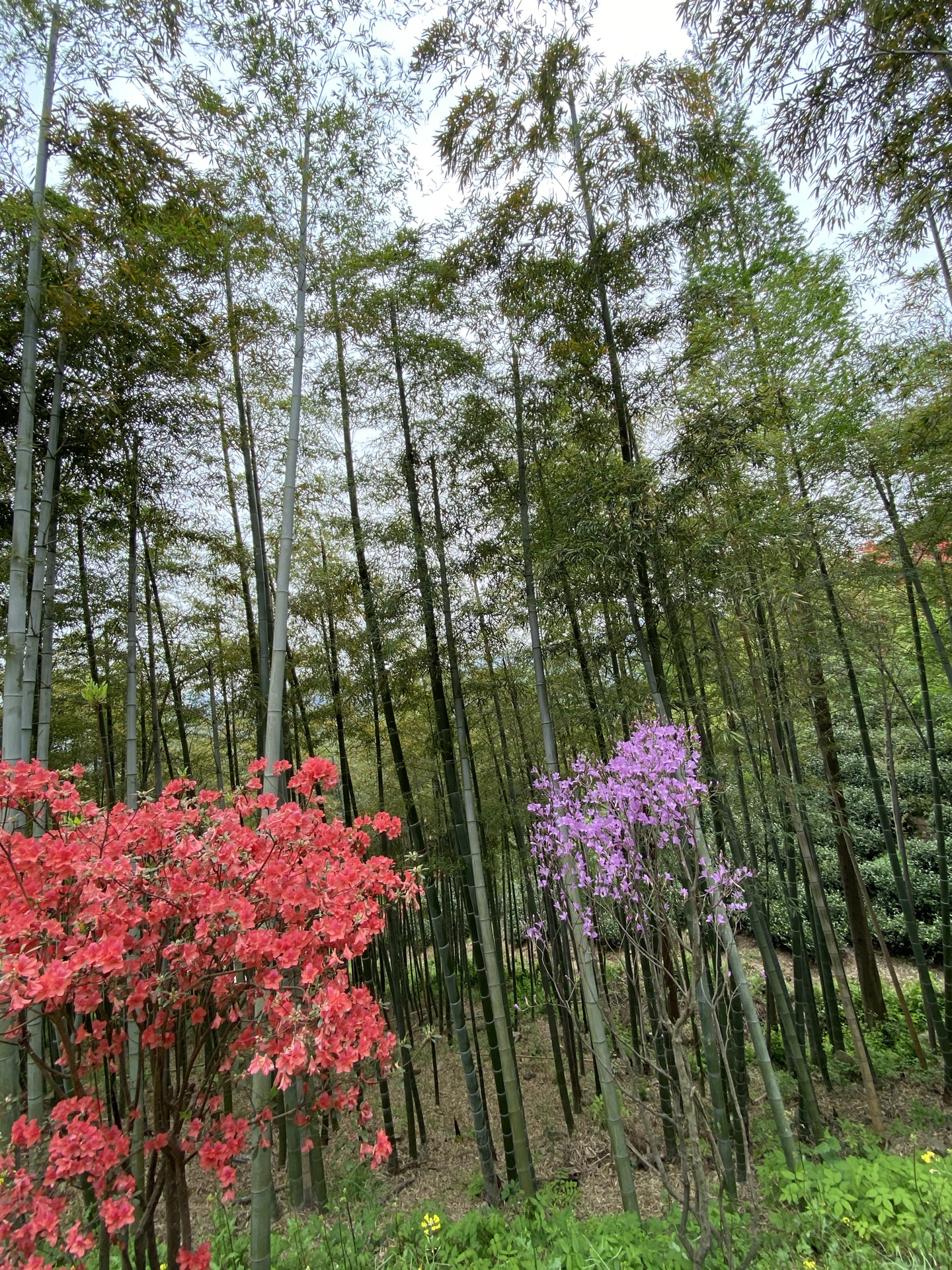 湖州長興城山溝景區景點,錯峰出遊,節後第一天去的,人少,映山紅溼開