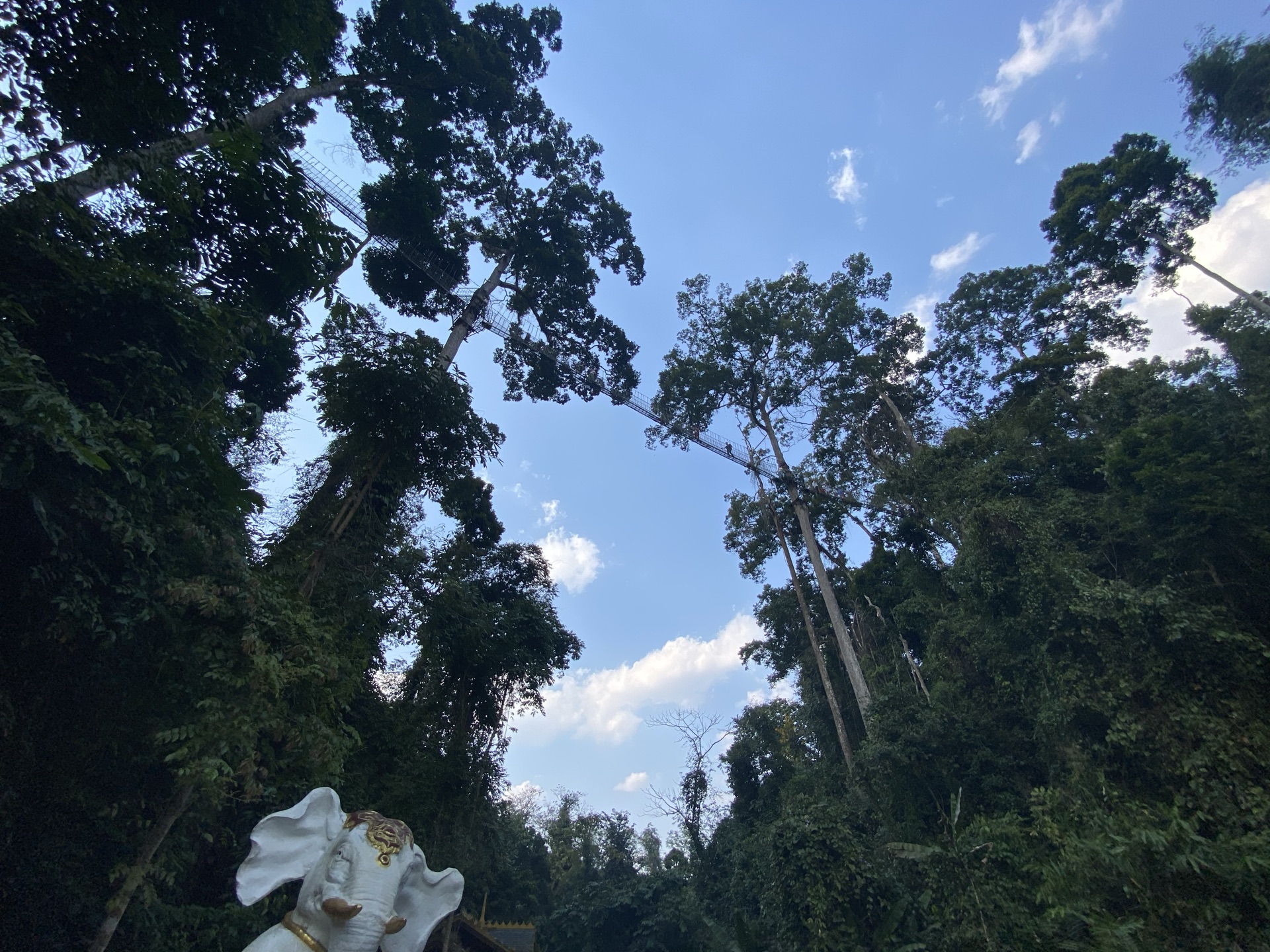 西雙版納熱帶雨林國家公園望天樹景區