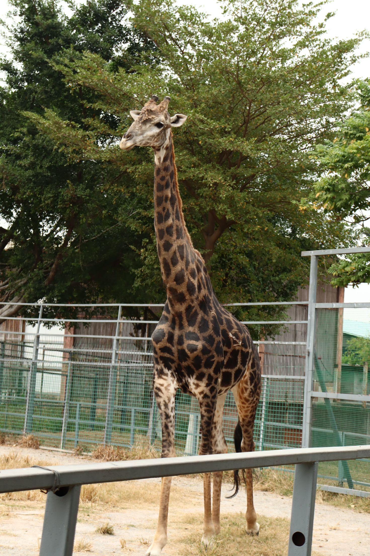 【携程攻略】东莞香市动物园景点,值得一去,风景很好.