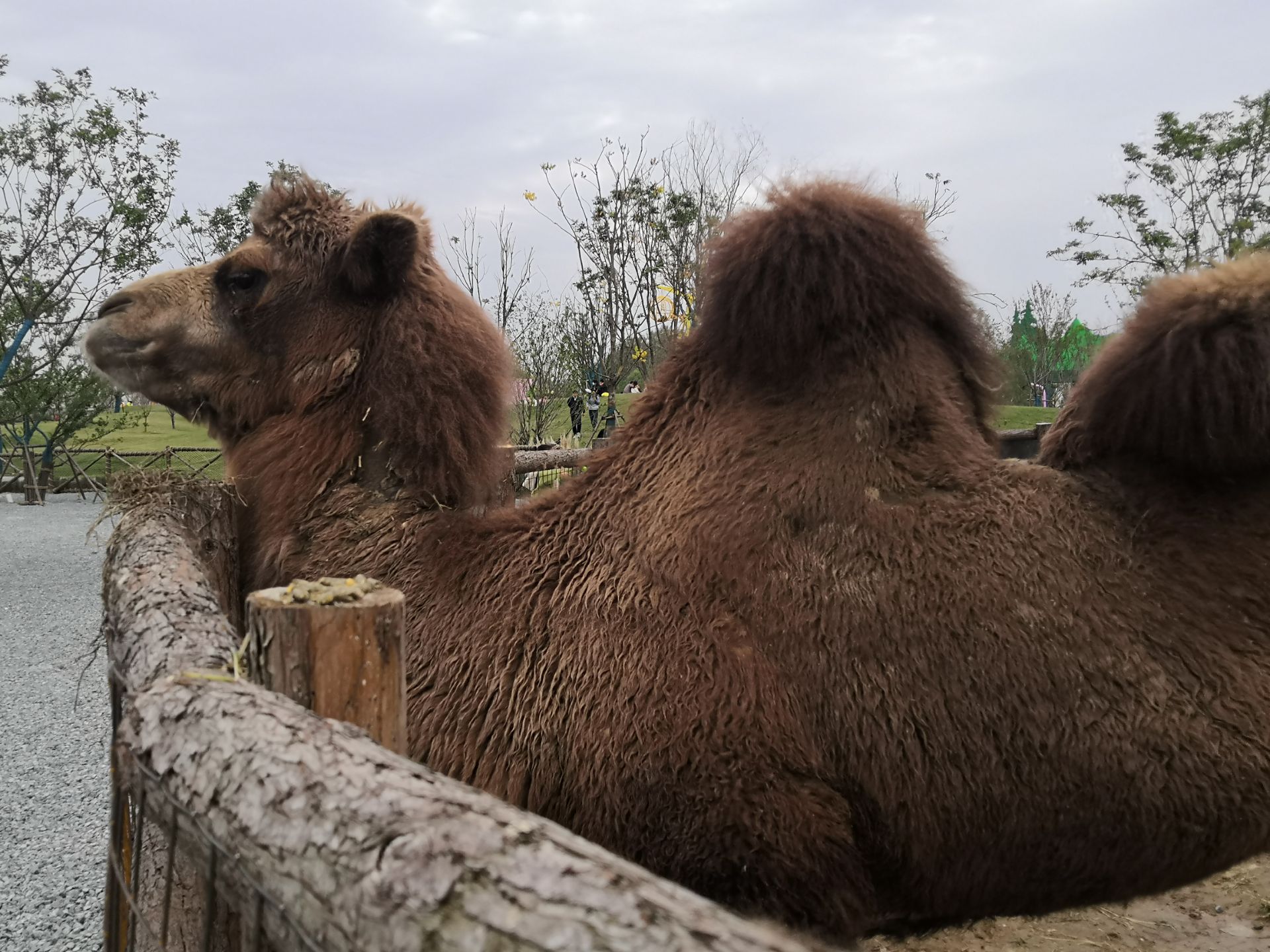 第一次去阜阳生态园,建设的相当不错,动物园,热带植物园,游乐园三者