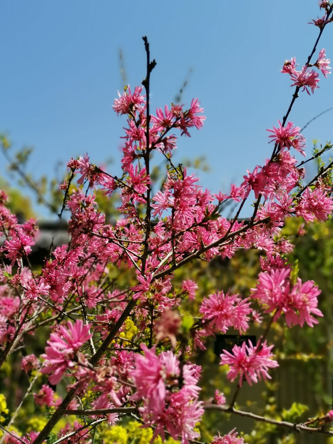 【携程攻略】上海南汇桃花村适合单独旅行旅游吗,南汇桃花村单独旅行