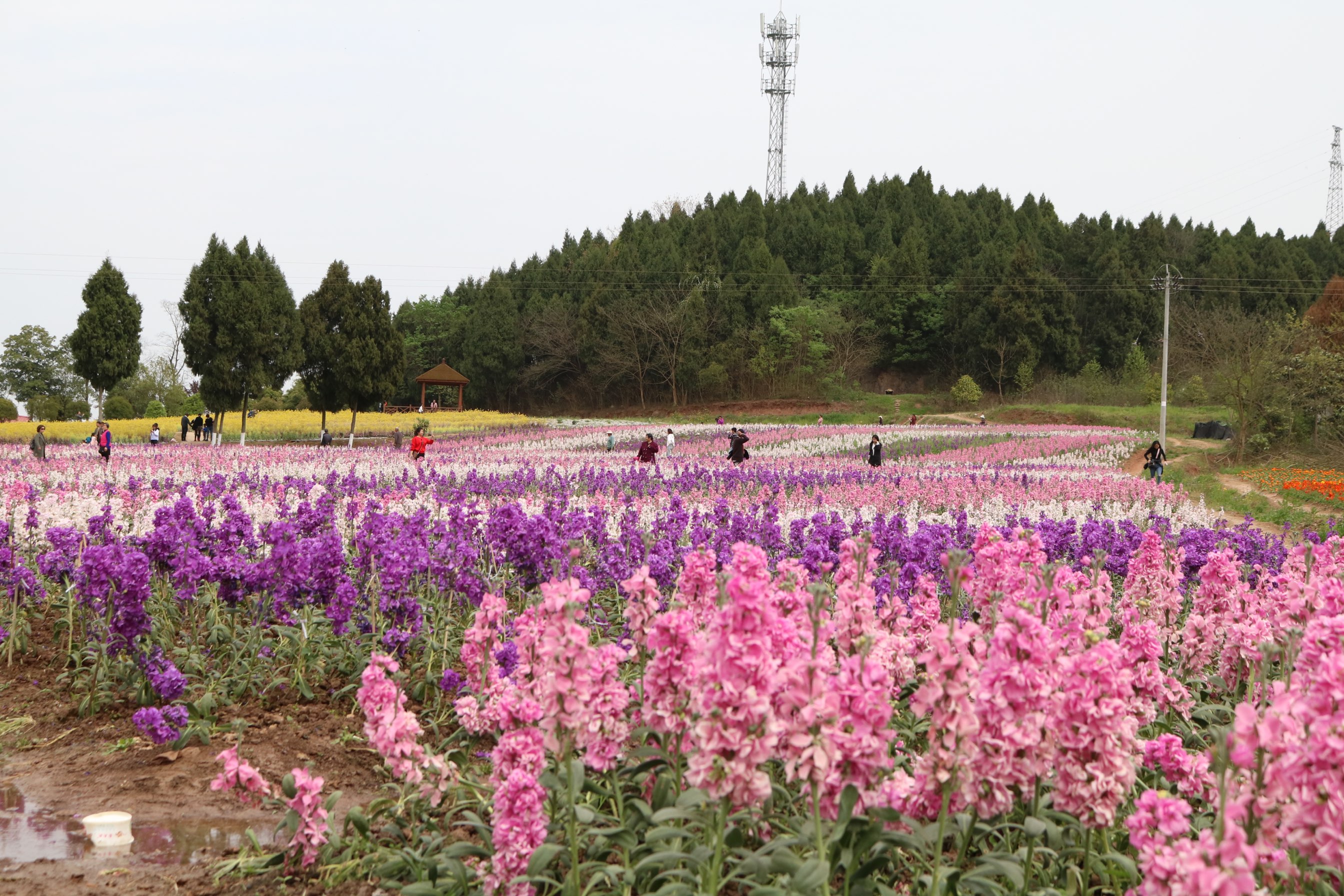 原香国际香草园
