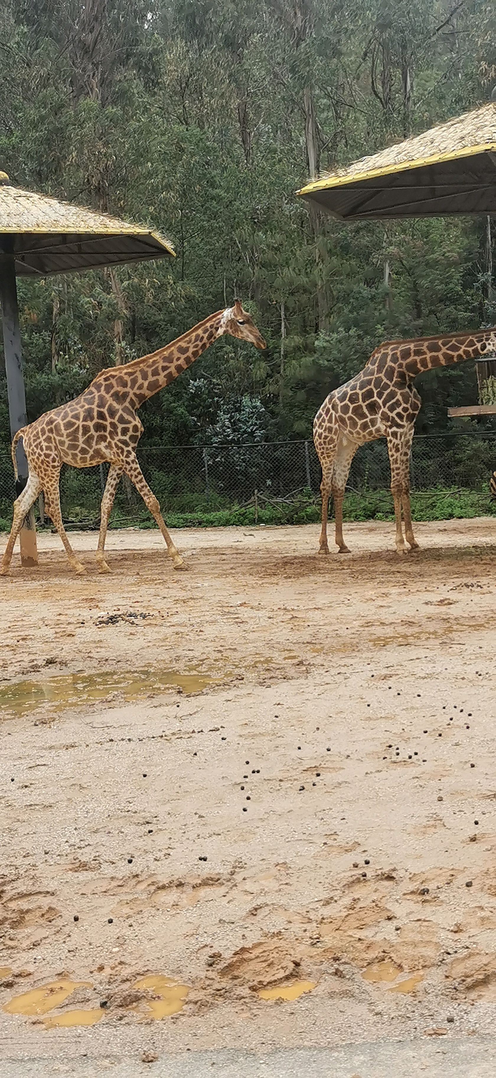 【攜程攻略】昆明雲南野生動物園適合朋友出遊旅遊嗎,雲南野生動物園