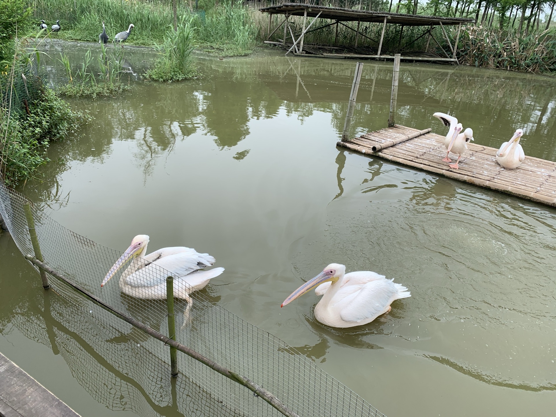 杭州湾国家湿地公园