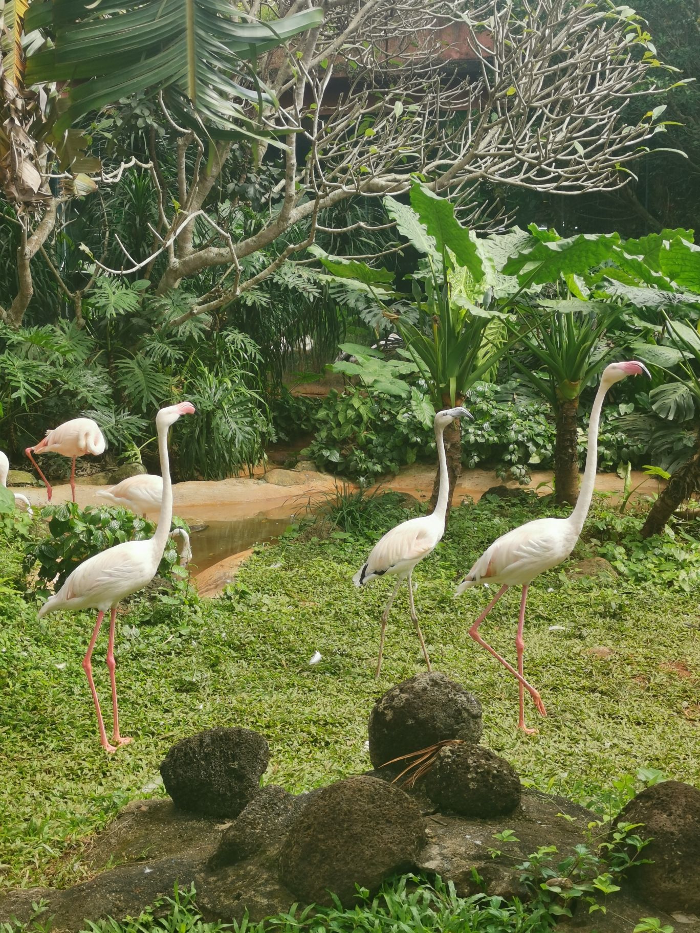 海南热带野生动植物园