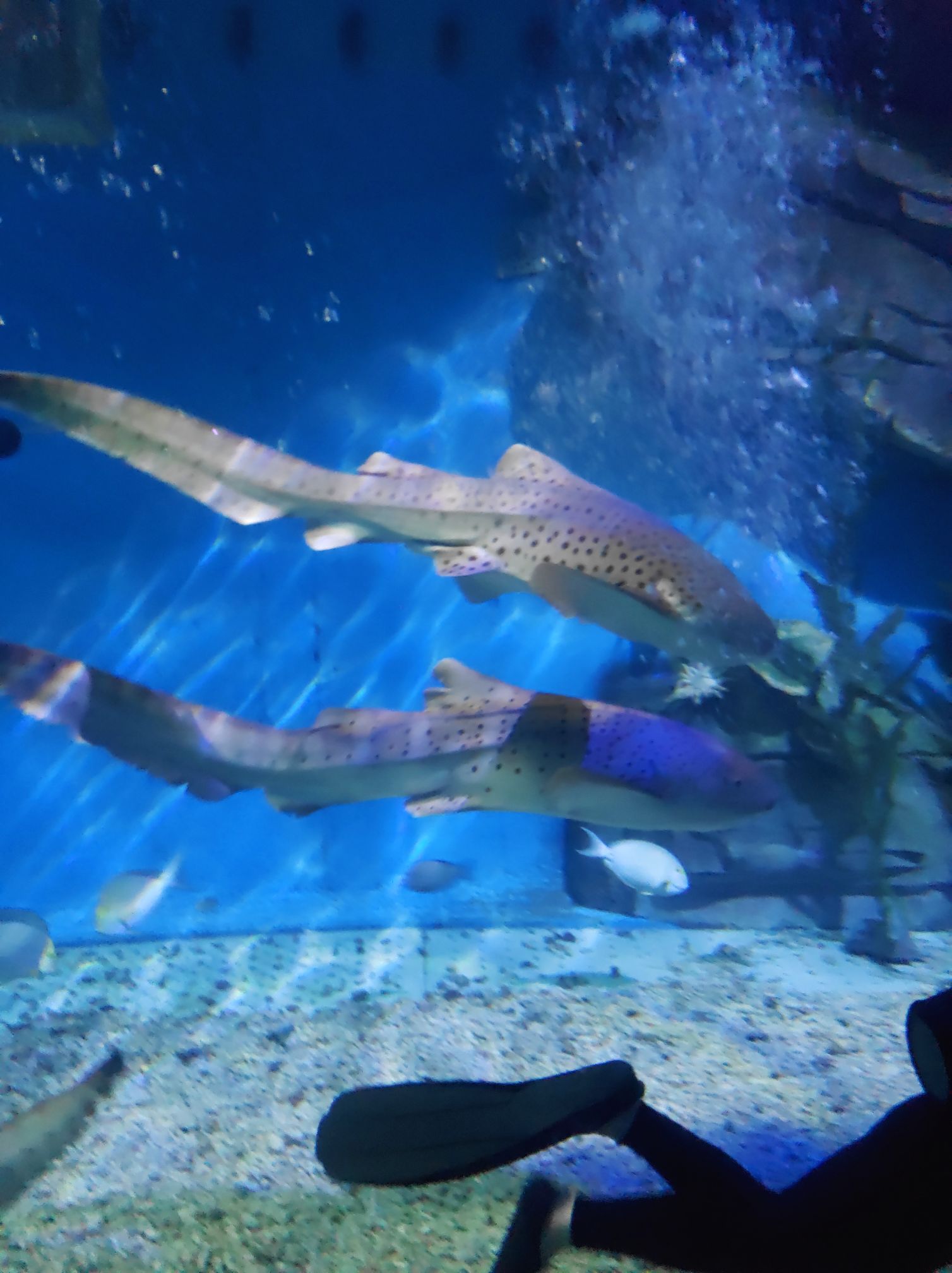 【携程攻略】齐河泉城海洋极地世界适合朋友出游旅游吗,泉城海洋极地