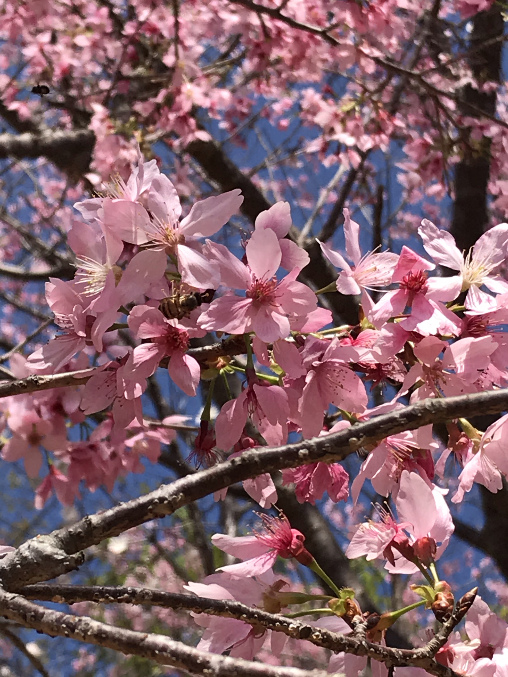 新丰樱花峪花期图片