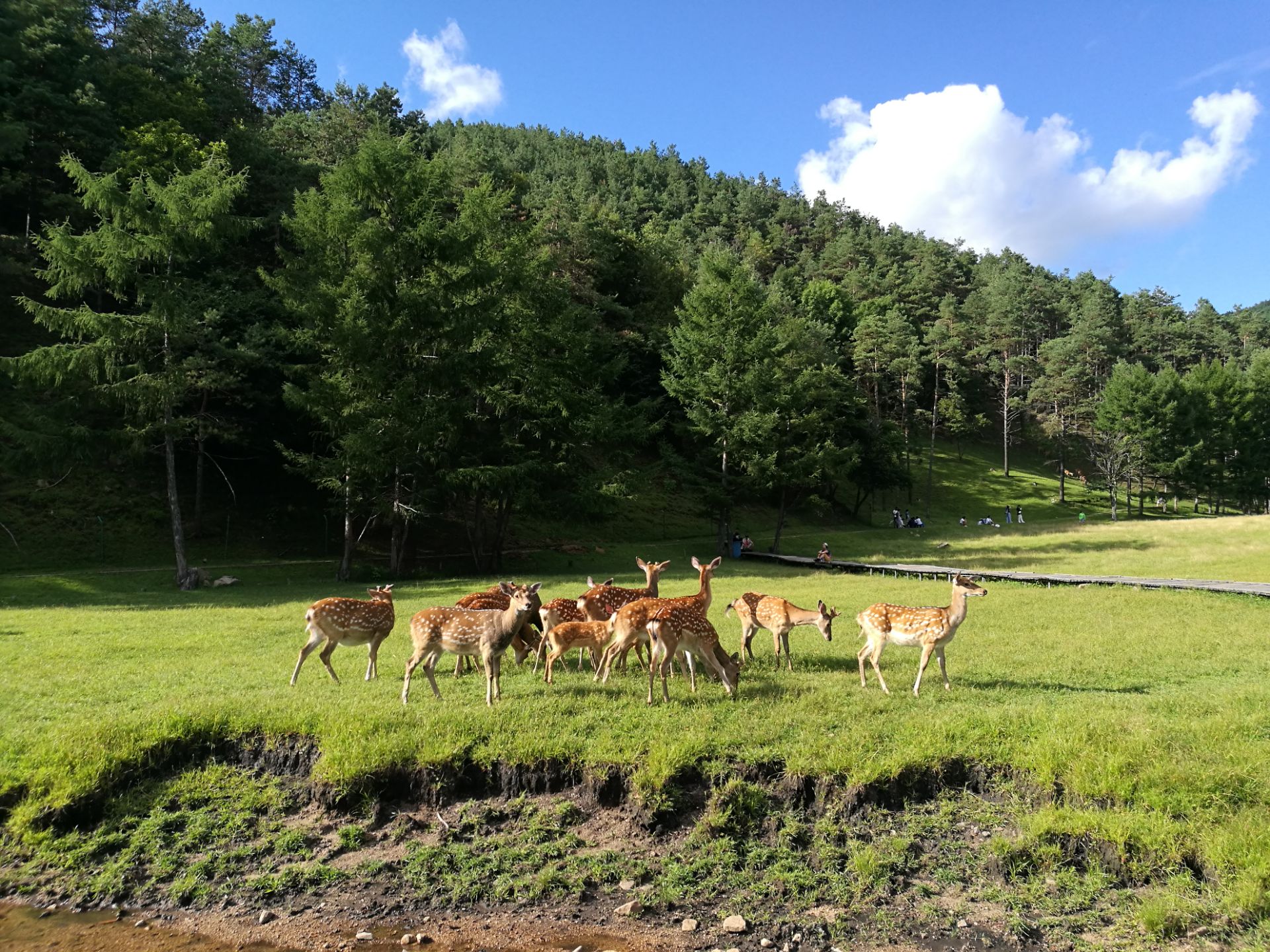 【携程攻略】伊春金山鹿苑适合家庭亲子旅游吗,金山鹿苑家庭亲子景点