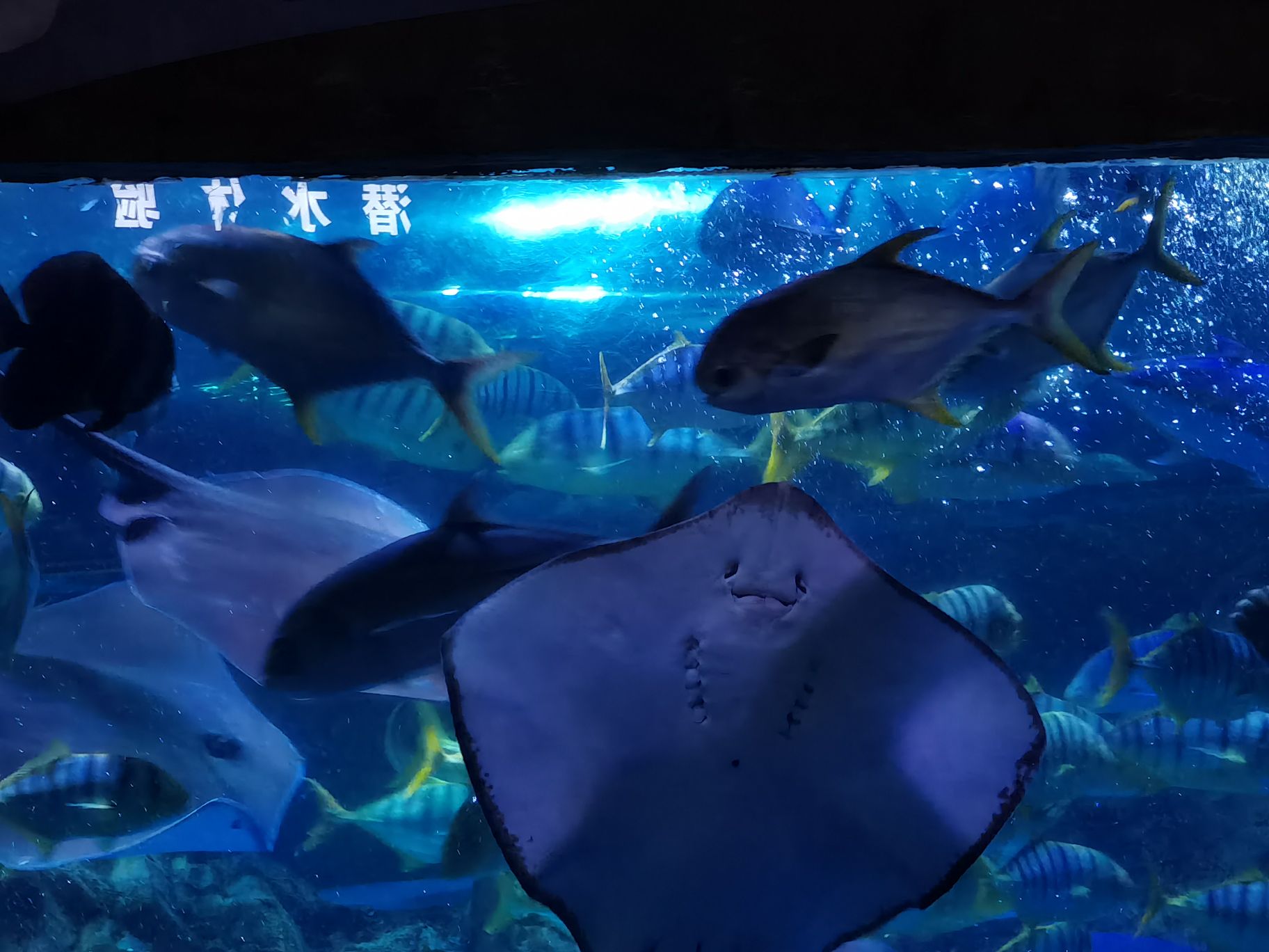 还不错吧只是跟上海海昌海洋公园比起来真的还蛮小的 不过价格的