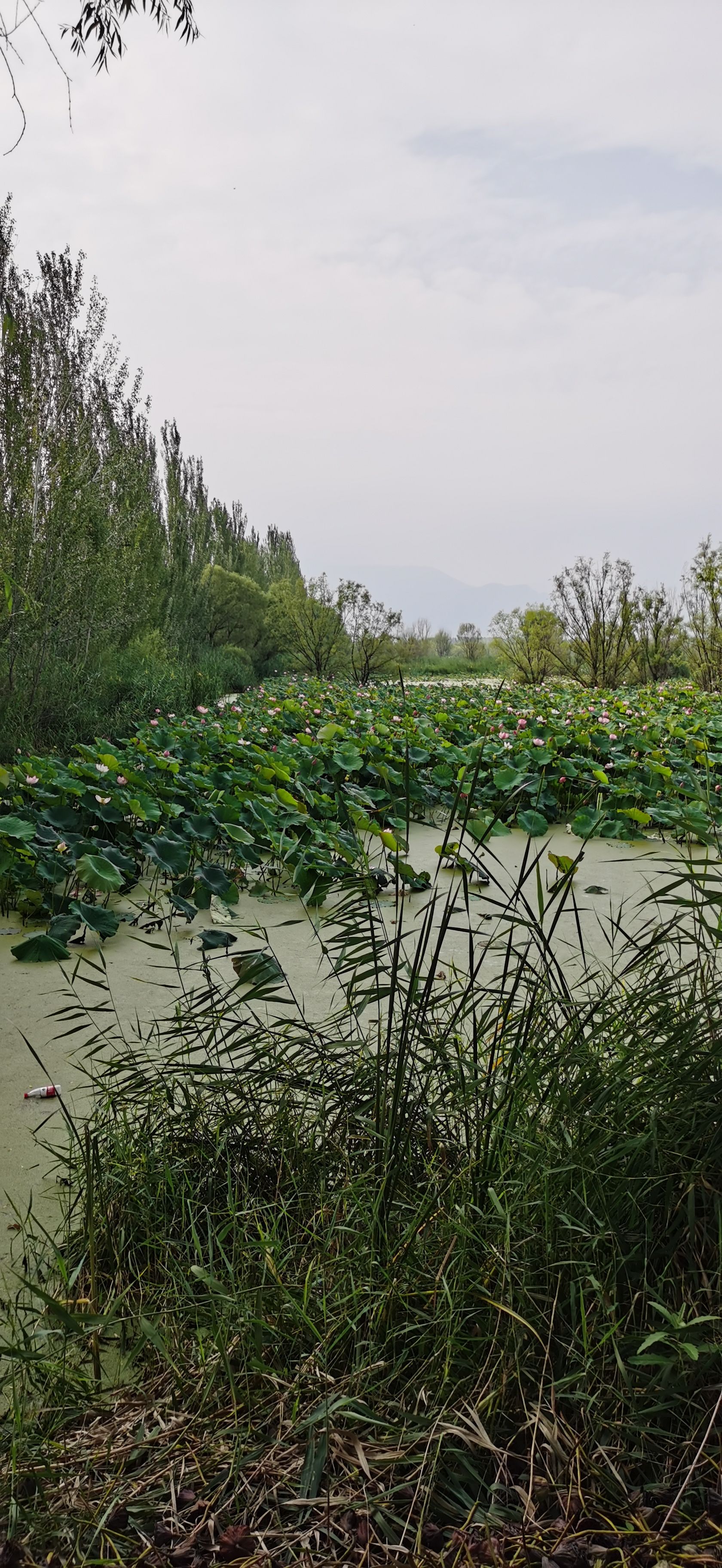 野鴨湖國家溼地公園