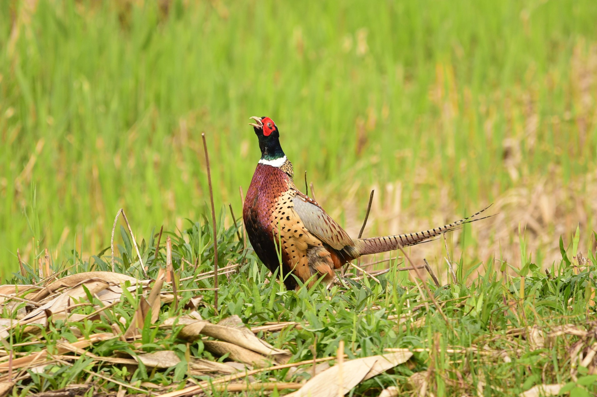 在莲花滩拍到了环胫雉,很漂亮,还有一群绿翅鸭在戏水,姬