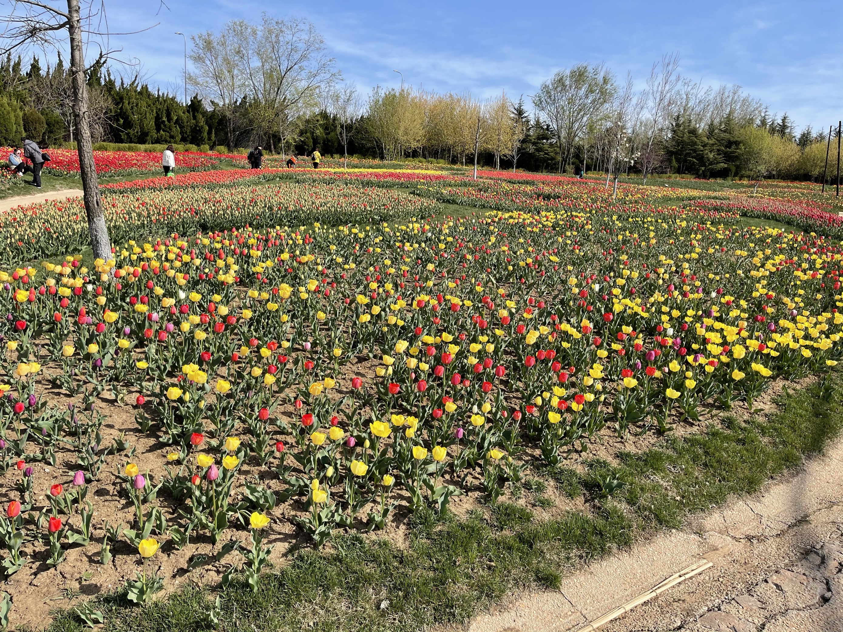 【攜程攻略】旅順口區英歌石植物園適合朋友出遊旅遊嗎,英歌石植物園