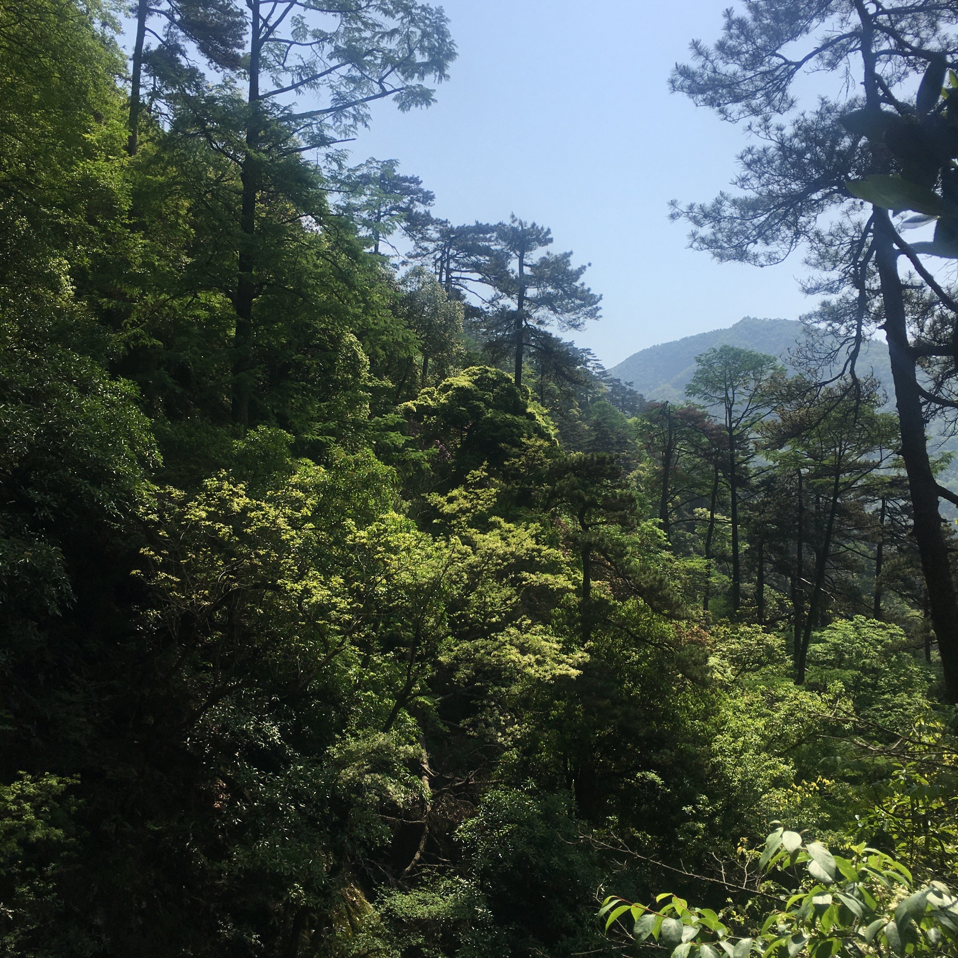 【攜程攻略】天目山東天目山景區適合朋友出遊旅遊嗎,東天目山景區